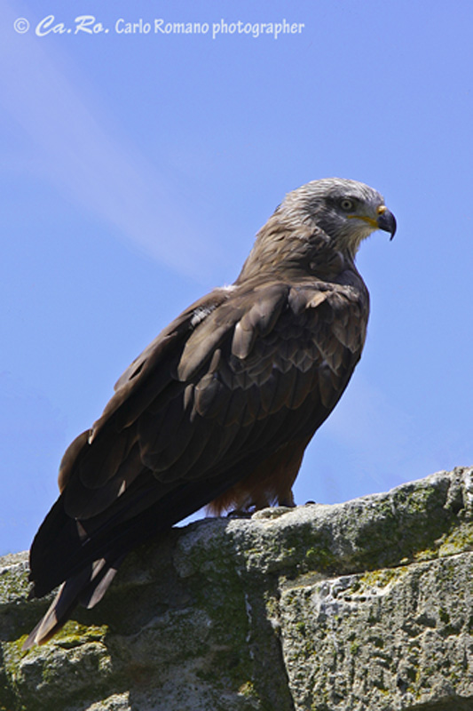 Nibbio bruno - Milvus migrans